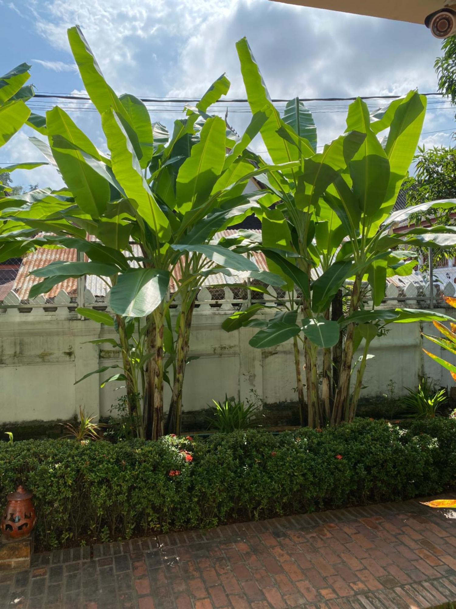 Luang Prabang Residence & Travel Dış mekan fotoğraf